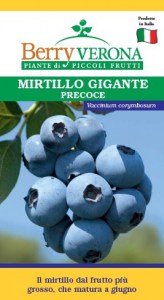 mirtillo giante precoce Duke
